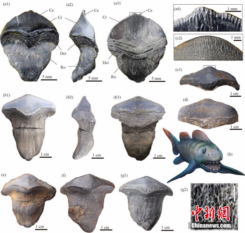 Cina: la prima scoperta di squali Petalodus di 290 milioni anni fa, predatore più potente negli antichi oceani