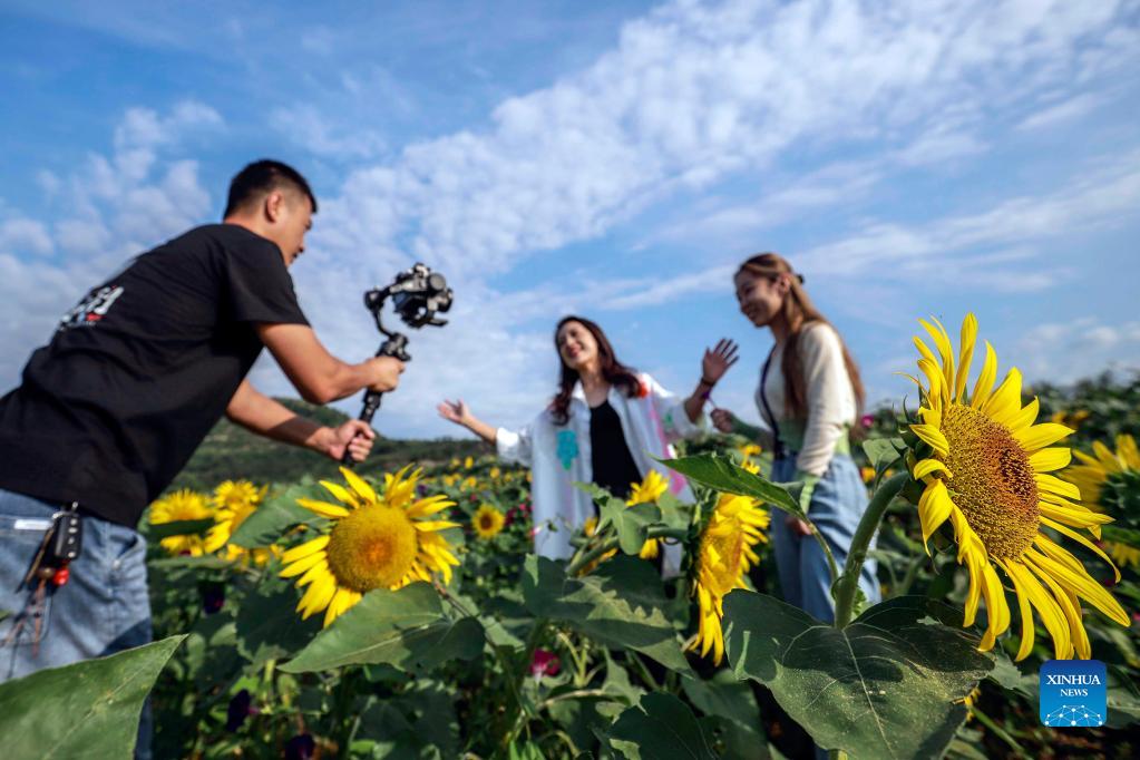 Foto attualità: girasoli nella città di Zunhua 