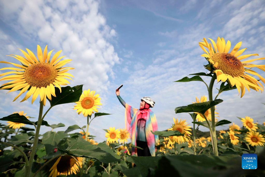 Foto attualità: girasoli nella città di Zunhua 