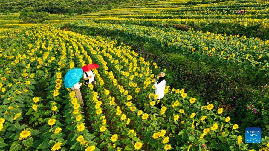 Foto attualità: girasoli nella città di Zunhua 