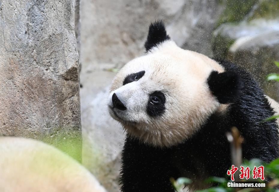 Il piccolo Panda Gigante Jinbao diventa virale su internet