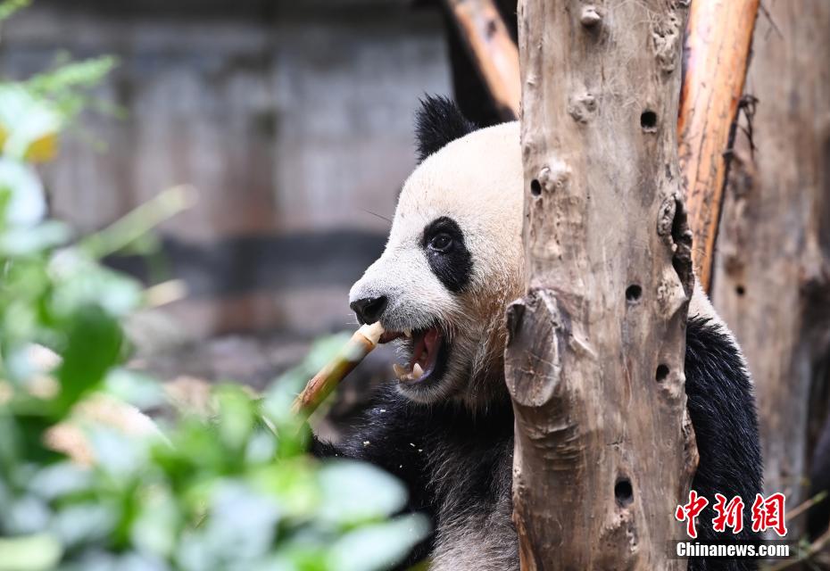 Il piccolo Panda Gigante Jinbao diventa virale su internet