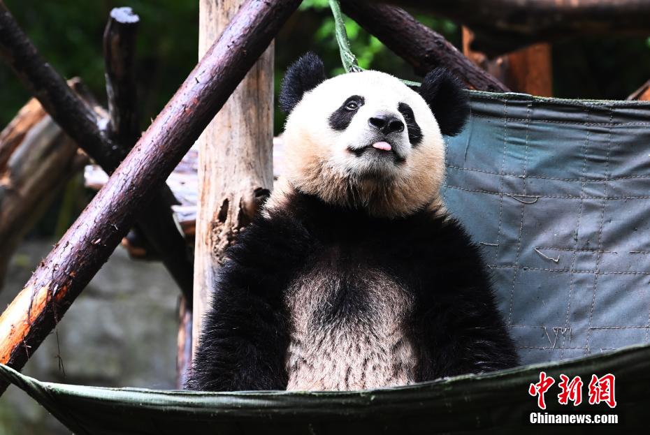 Il piccolo Panda Gigante Jinbao diventa virale su internet