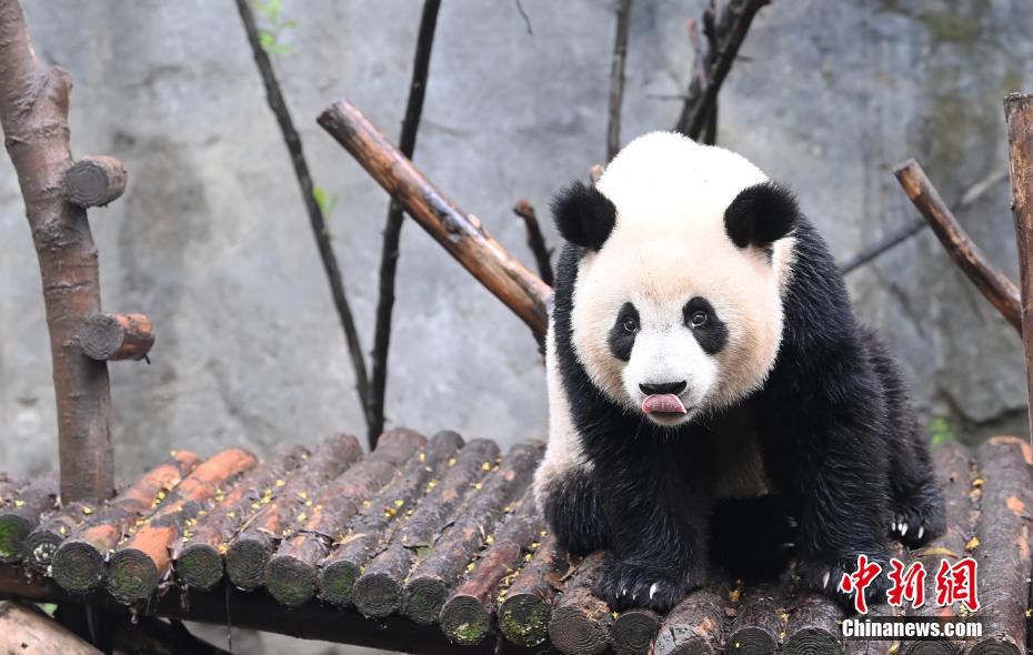 Il piccolo Panda Gigante Jinbao diventa virale su internet