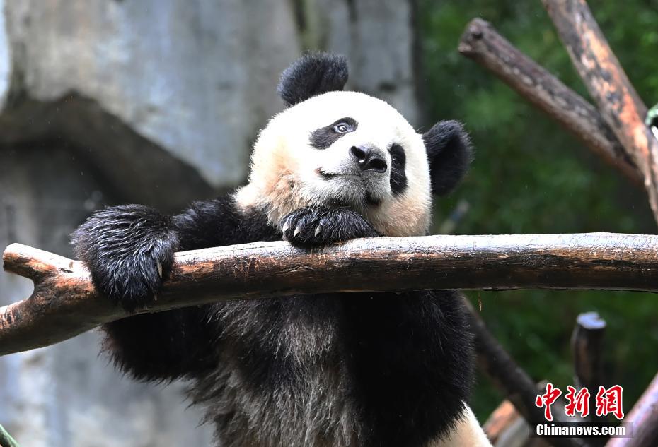 Il piccolo Panda Gigante Jinbao diventa virale su Internet