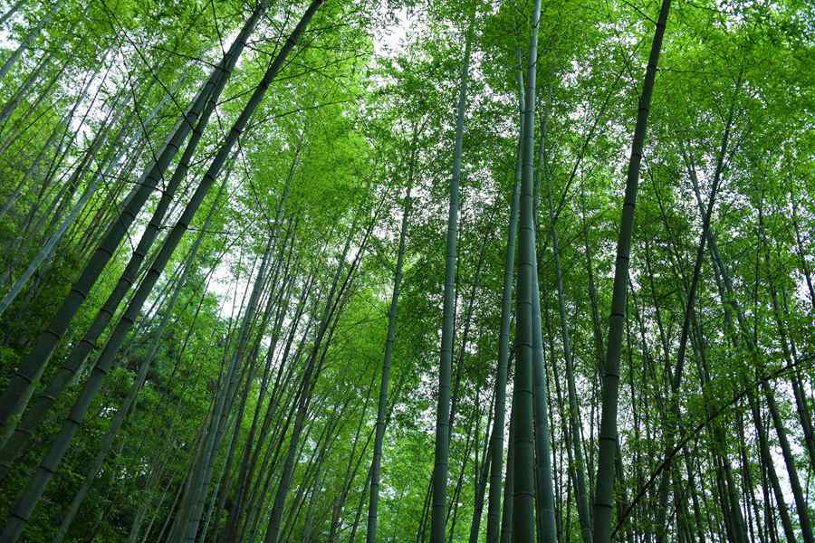 Bambù, la soluzione verde per l'industria