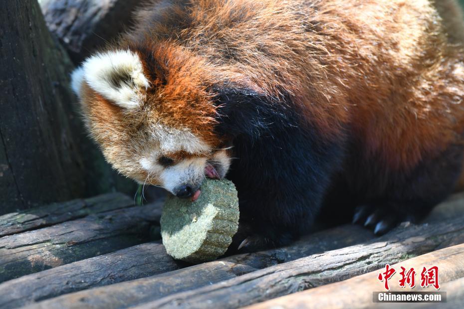 Cina, Yunnan: torte lunari spaciali per i piccoli animali