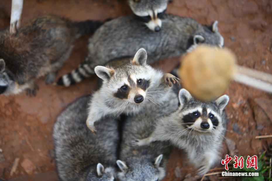 Cina, Yunnan: torte lunari spaciali per i piccoli animali