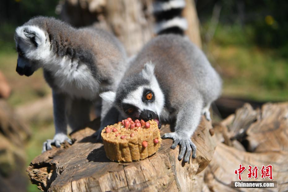 Cina, Yunnan: torte lunari spaciali per i piccoli animali