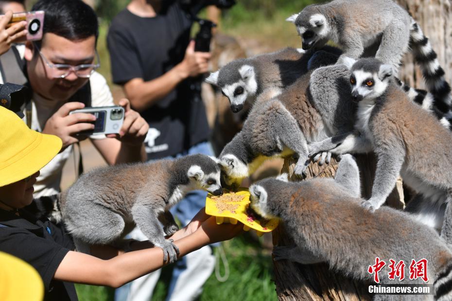 Cina, Yunnan: torte lunari spaciali per i piccoli animali