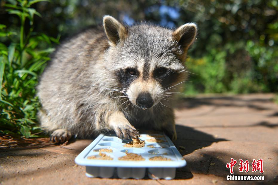 Cina, Yunnan: torte lunari spaciali per i piccoli animali