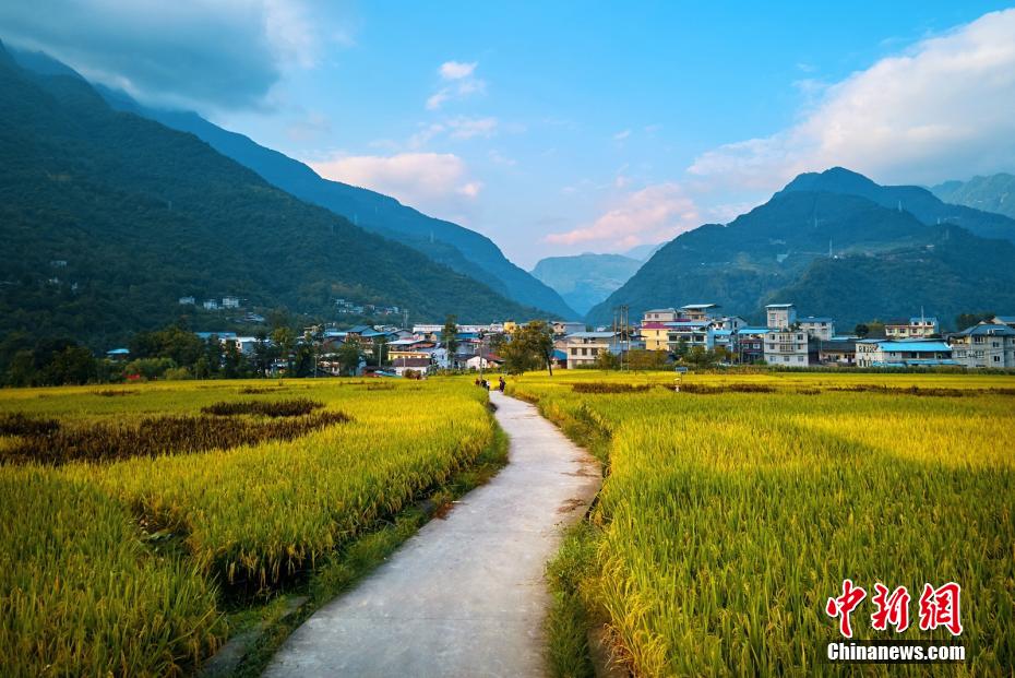 Pingwu, Sichuan: le risaie rivestono la campagna di uno splendente color oro