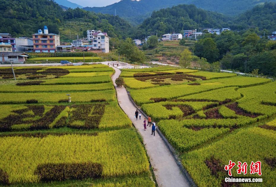 Pingwu, Sichuan: le risaie rivestono la campagna di uno splendente color oro