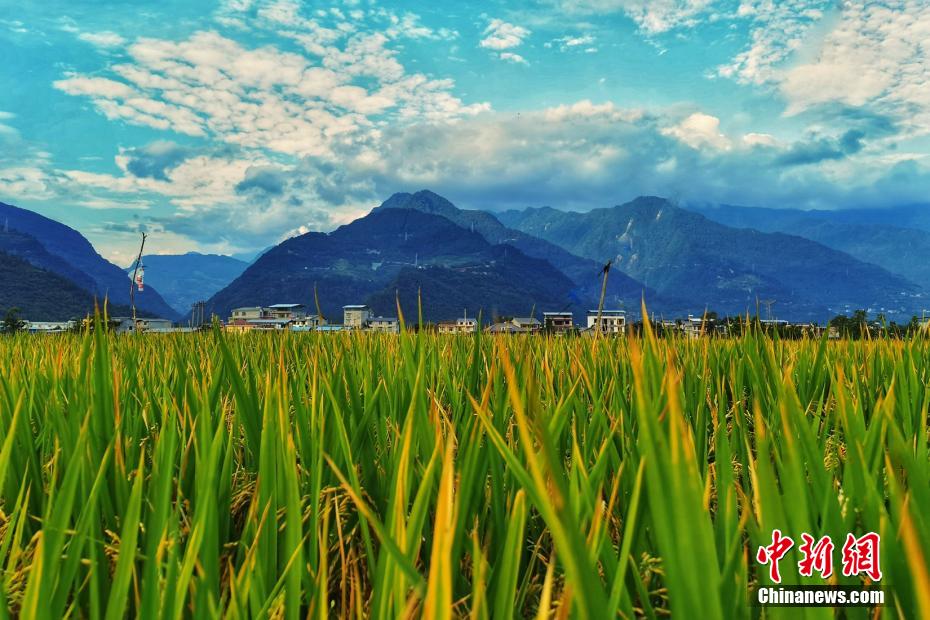 Pingwu, Sichuan: le risaie rivestono la campagna di uno splendente color oro