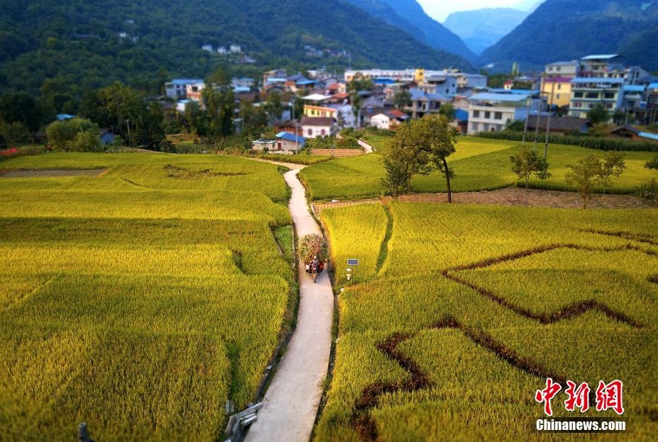 Pingwu, Sichuan: le risaie rivestono la campagna di uno splendente color oro