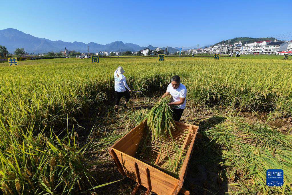 Zhejiang, giochi divertenti nel campo di risaia