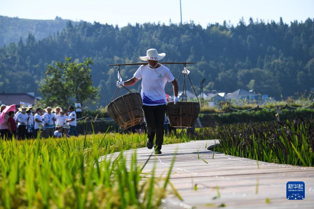 Zhejiang, giochi divertenti nel campo di risaia