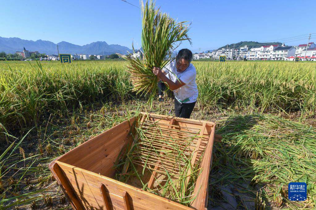 Zhejiang, giochi divertenti nel campo di risaia