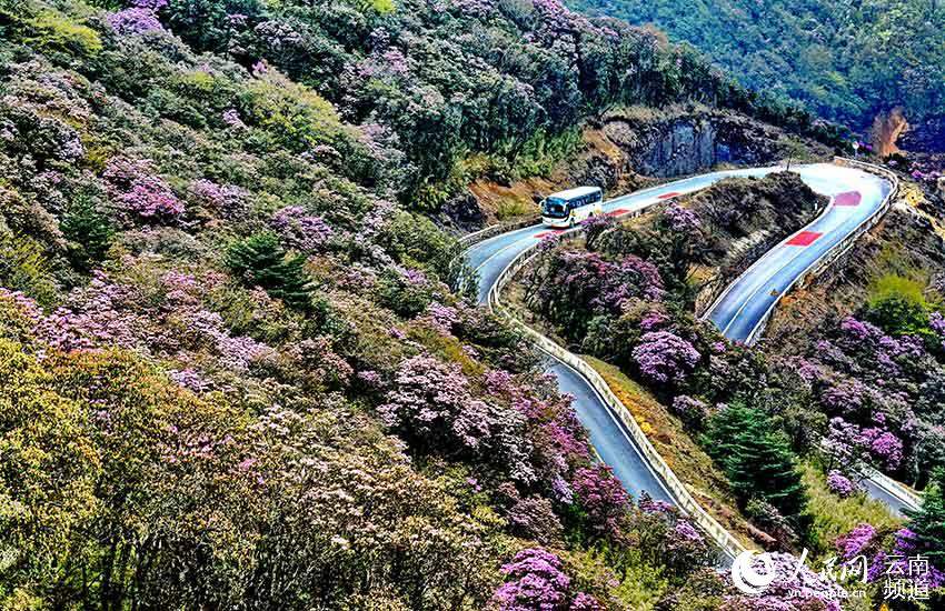 Monte Jiaozi: banca genetica di circa 6,7 ettari di rododendro alpino