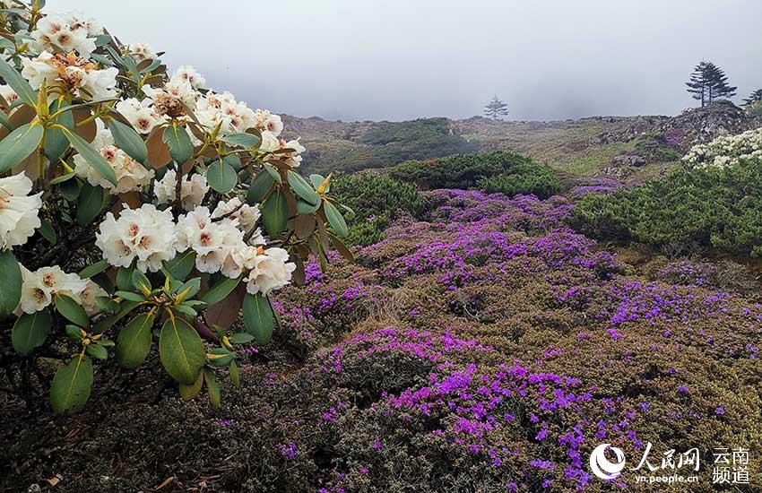 Monte Jiaozi: banca genetica di circa 6,7 ettari di rododendro alpino