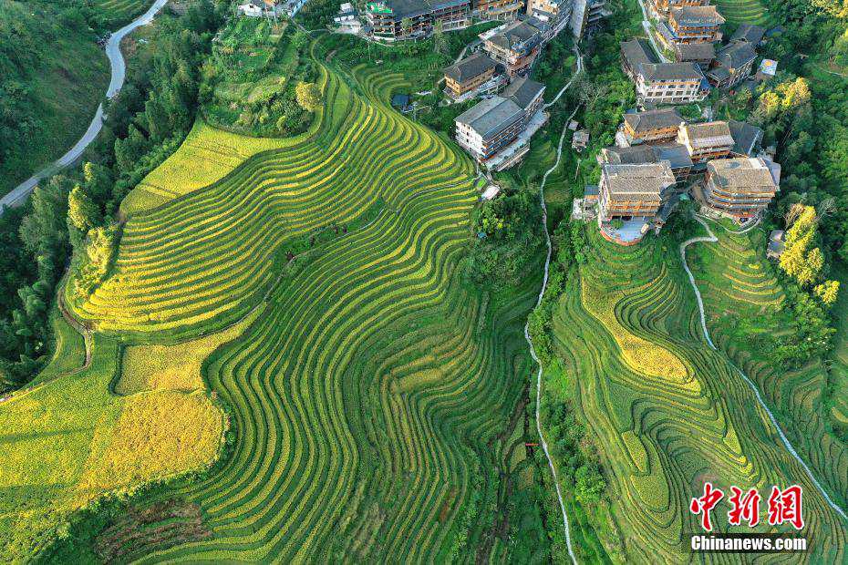 Guangxi, bellissimi campi di terrazza d'autunno