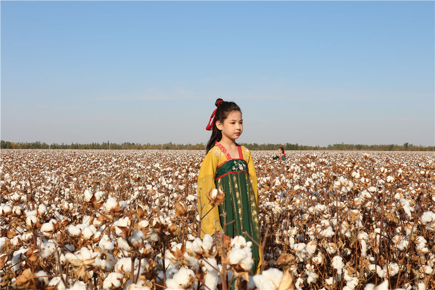 Xinjiang: sfilata di moda nel campo di cotone 