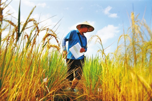 Sanya: la costruzione di una base di germoplasma per immagazzinare risorse di semi di riso selvatico