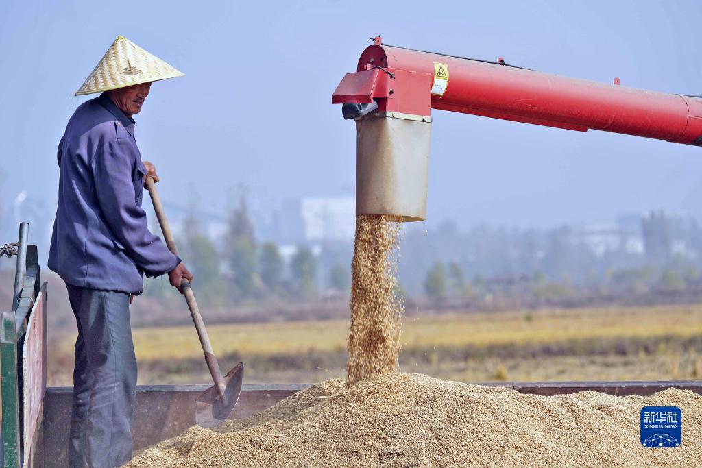 Lincheng, Hebei: fragranza di riso in autunno dorato