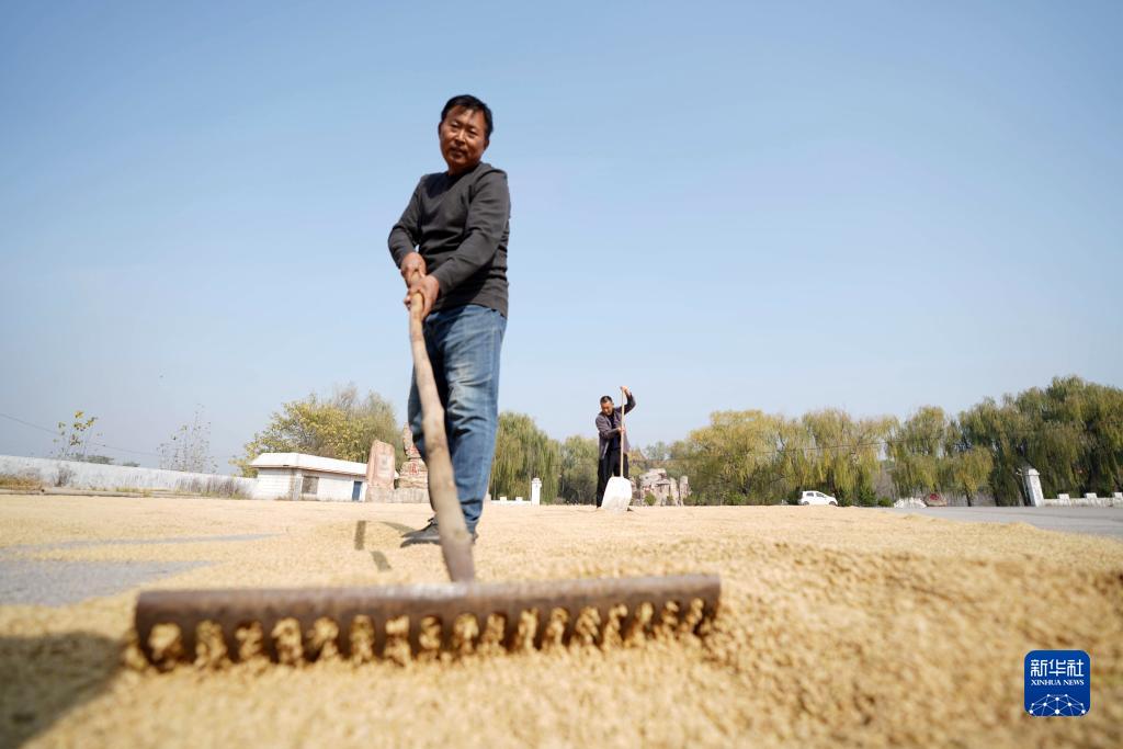 Lincheng, Hebei: fragranza di riso in autunno dorato