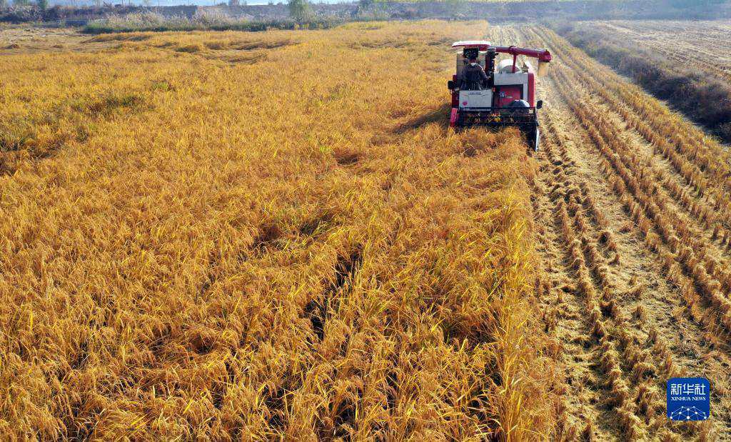 Lincheng, Hebei: fragranza di riso in autunno dorato