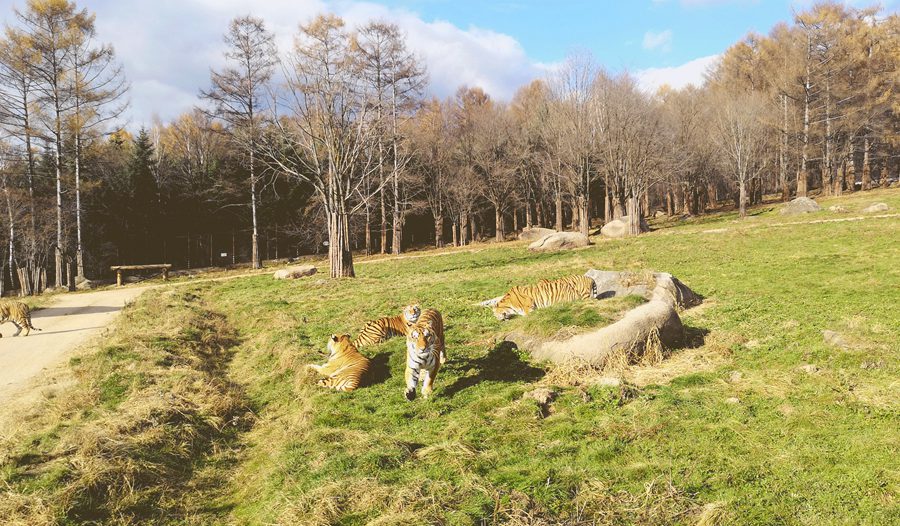 Heilongjiang: il parco delle tigri siberiane di Hengdaohezi