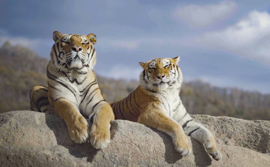 Heilongjiang: il parco delle tigri siberiane di Hengdaohezi