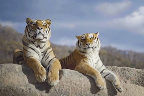 Heilongjiang: il parco delle tigri siberiane di Hengdaohezi