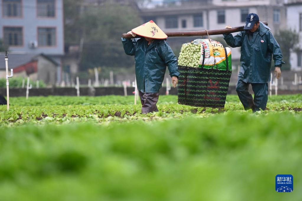 Liujiang, Guangxi: buona raccolta alla base 