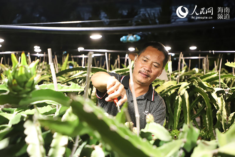 Hainan: la base di frutto del drago favorisce lo sviluppo locale 