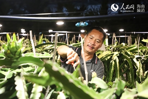 Hainan: la base di frutto del drago favorisce lo sviluppo locale 