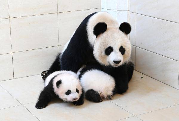 Cuccioli gemelli del panda Baobao celebrano il loro centesimo giorno di vita
