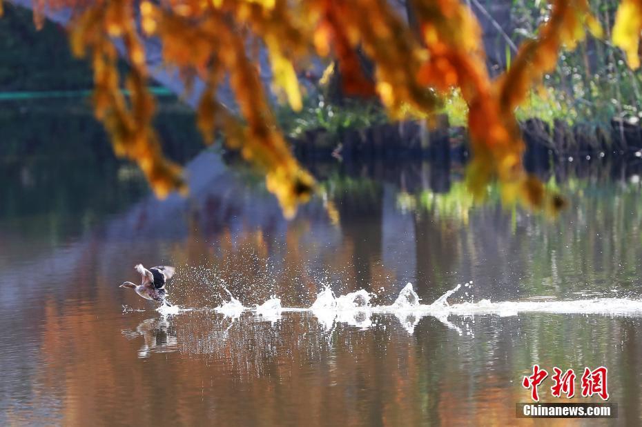 Nanjing, pittoresco paesaggio invernale del Lago Yanque