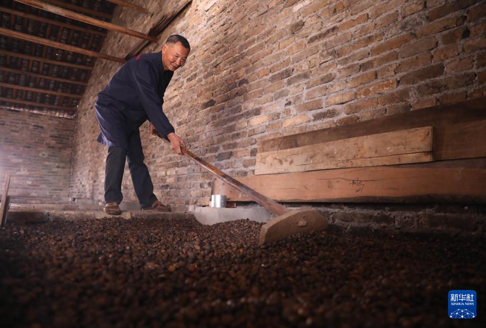 Antichi mestieri: estrazione dell'olio di tè in modo tradizionale