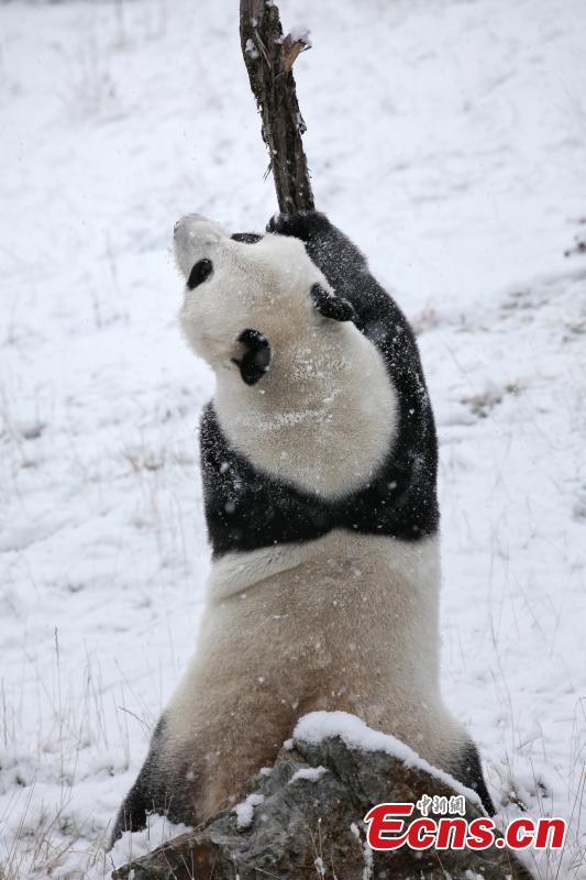Sichuan: panda gigante Xiao Liwu nella neve 