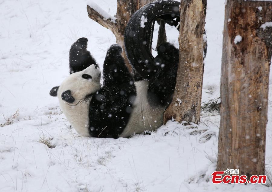 Sichuan: panda gigante Xiao Liwu nella neve 