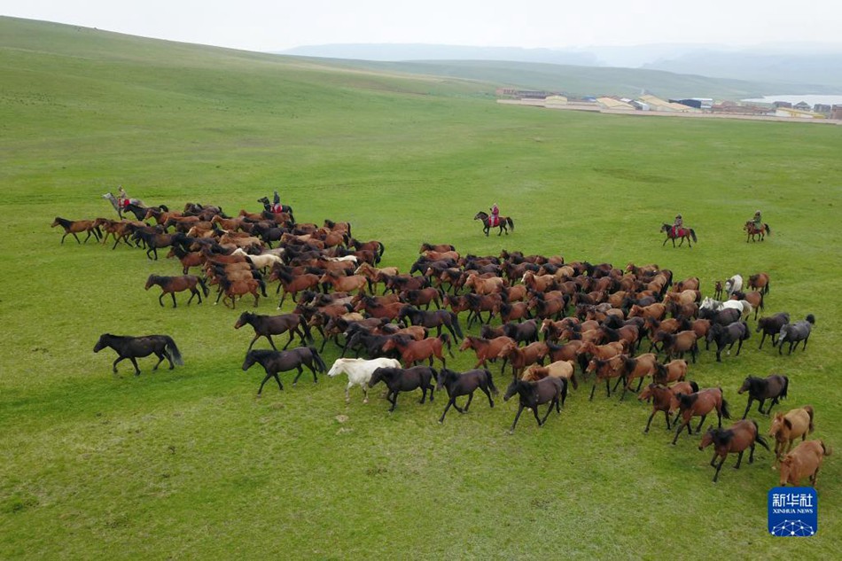 Ferrovia ad alta velocità fa diventare un allevamento di cavalli millenario ai piedi delle montagne Qilian un'attrazione turistica  