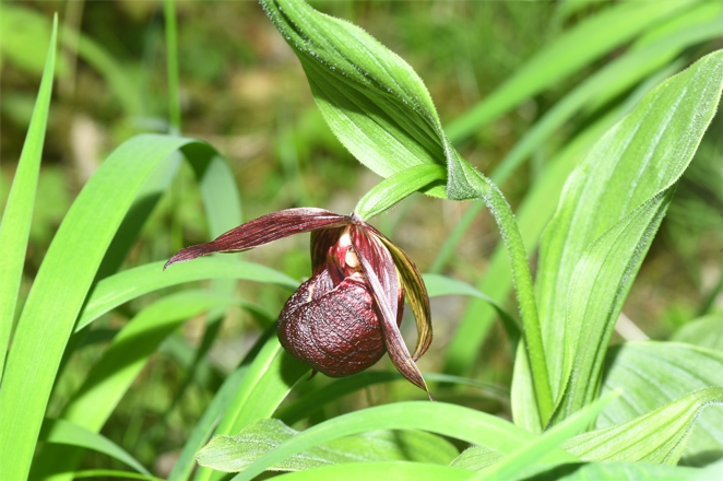 31 nuove specie scoperte: importanti risultati dall'indagine speciale sulle orchidee selvatiche in Cina