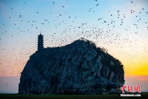 Hukou, Jiangxi: migliaia di uccelli tornano ai nidi nell'isola Xieshan