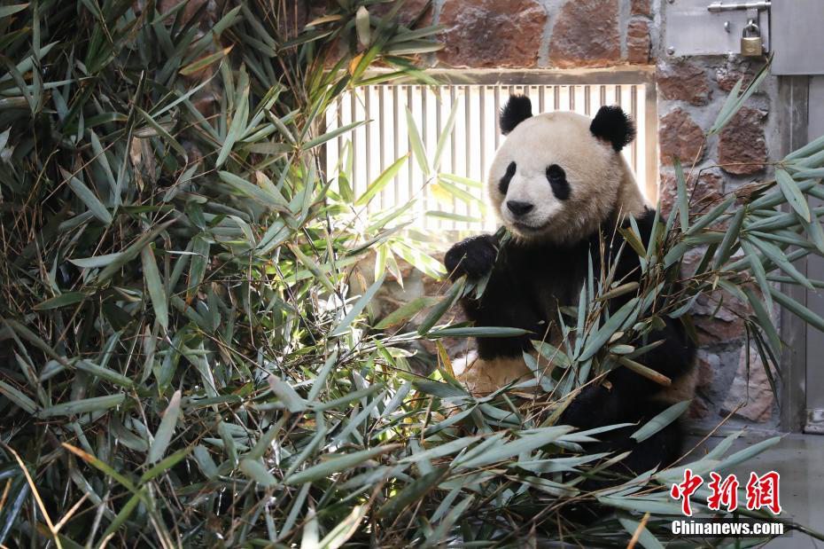 Chengdu: 43 panda giganti si sono trasferiti nella casa nuova