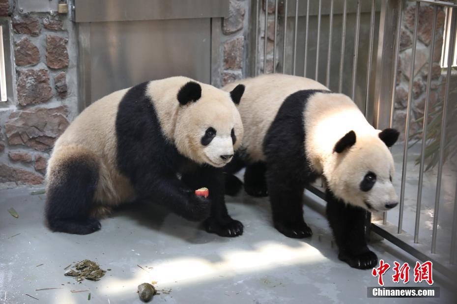 Chengdu: 43 panda giganti si sono trasferiti nella casa nuova