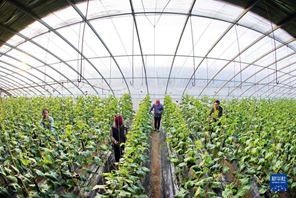 Luanzhou, Hebei: l'agricoltura protetta aiuta gli agricoltori ad aumentare il proprio reddito