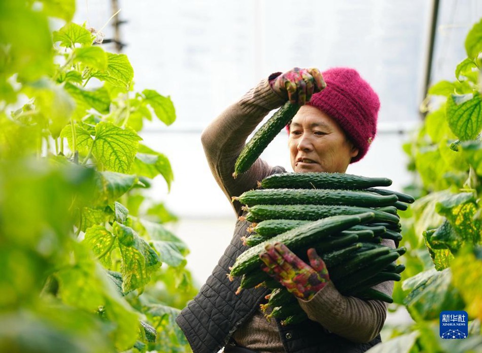 Luanzhou, Hebei: l'agricoltura protetta aiuta gli agricoltori ad aumentare il proprio reddito
