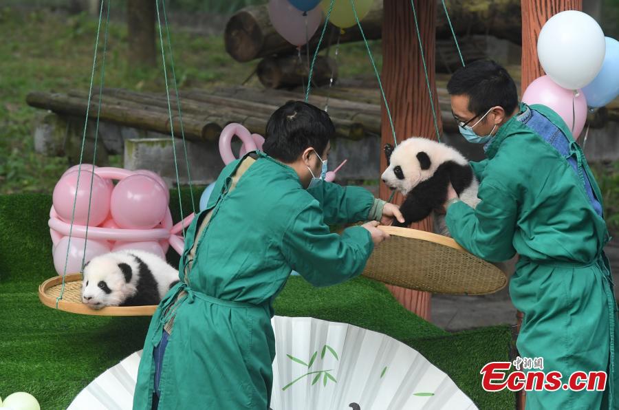 Chongqing: i cuccioli di panda gigante incontrano il pubblico 