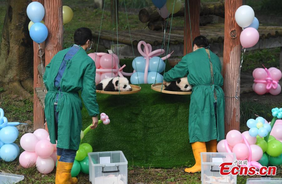 Chongqing: i cuccioli di panda gigante incontrano il pubblico 